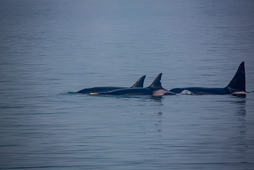 Kenai Fjords-Alaska-pod of Orca Killer Whales art print by Jolly Sienda for $57.95 CAD